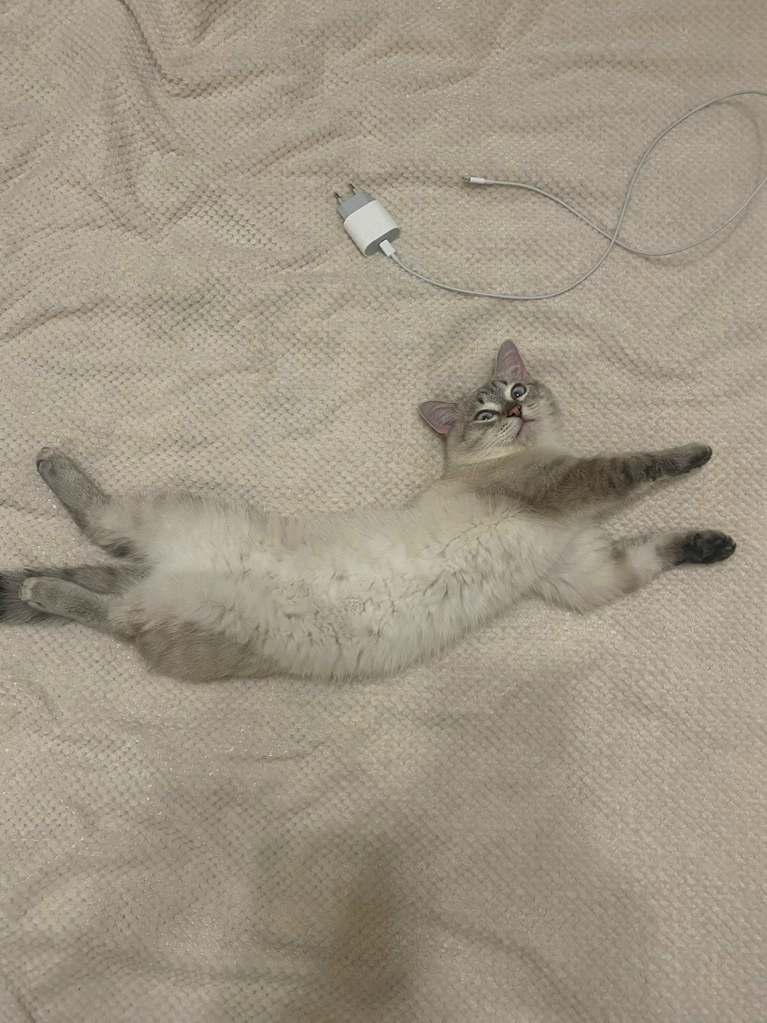 Пропала кошка в Ступине — фото объявления