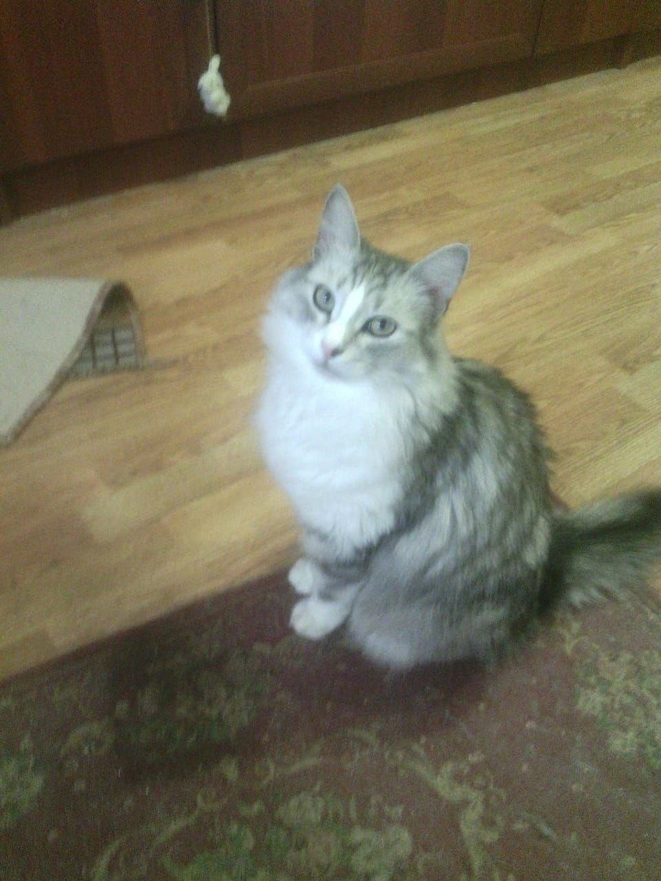 Пропала кошка в Ступине — фото объявления