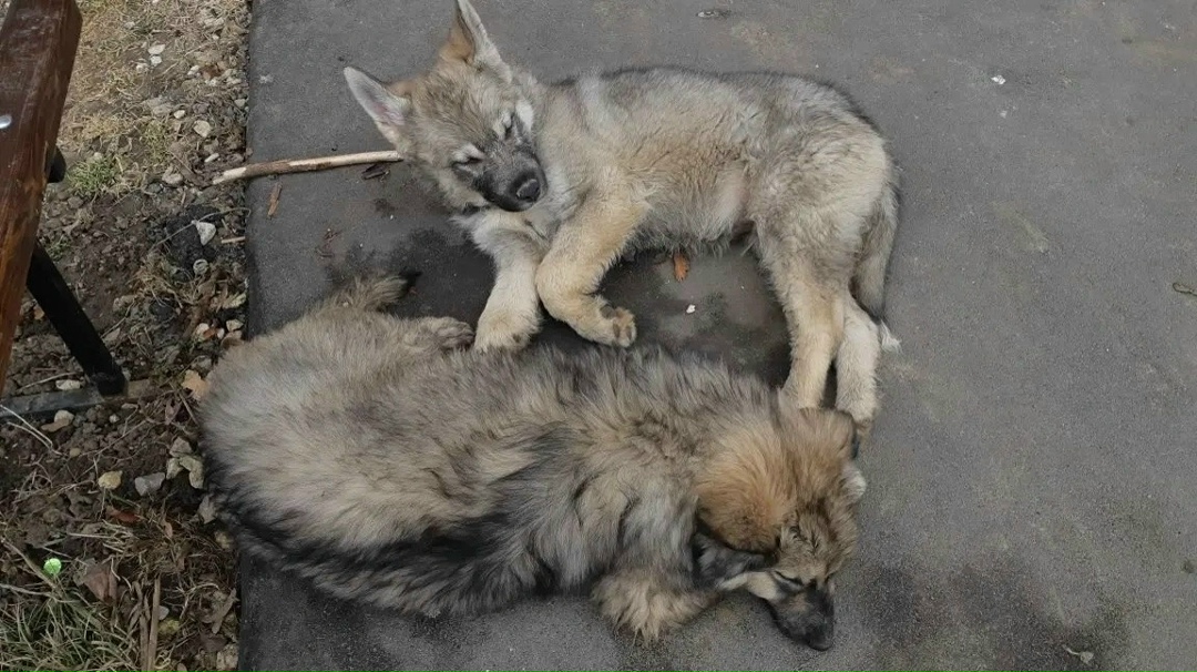 Пропала собака в Ступине — фото объявления