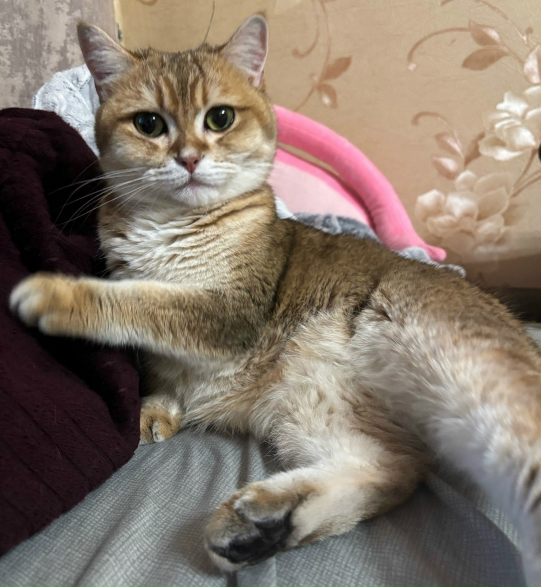 Найдена кошка в Ступине — фото объявления