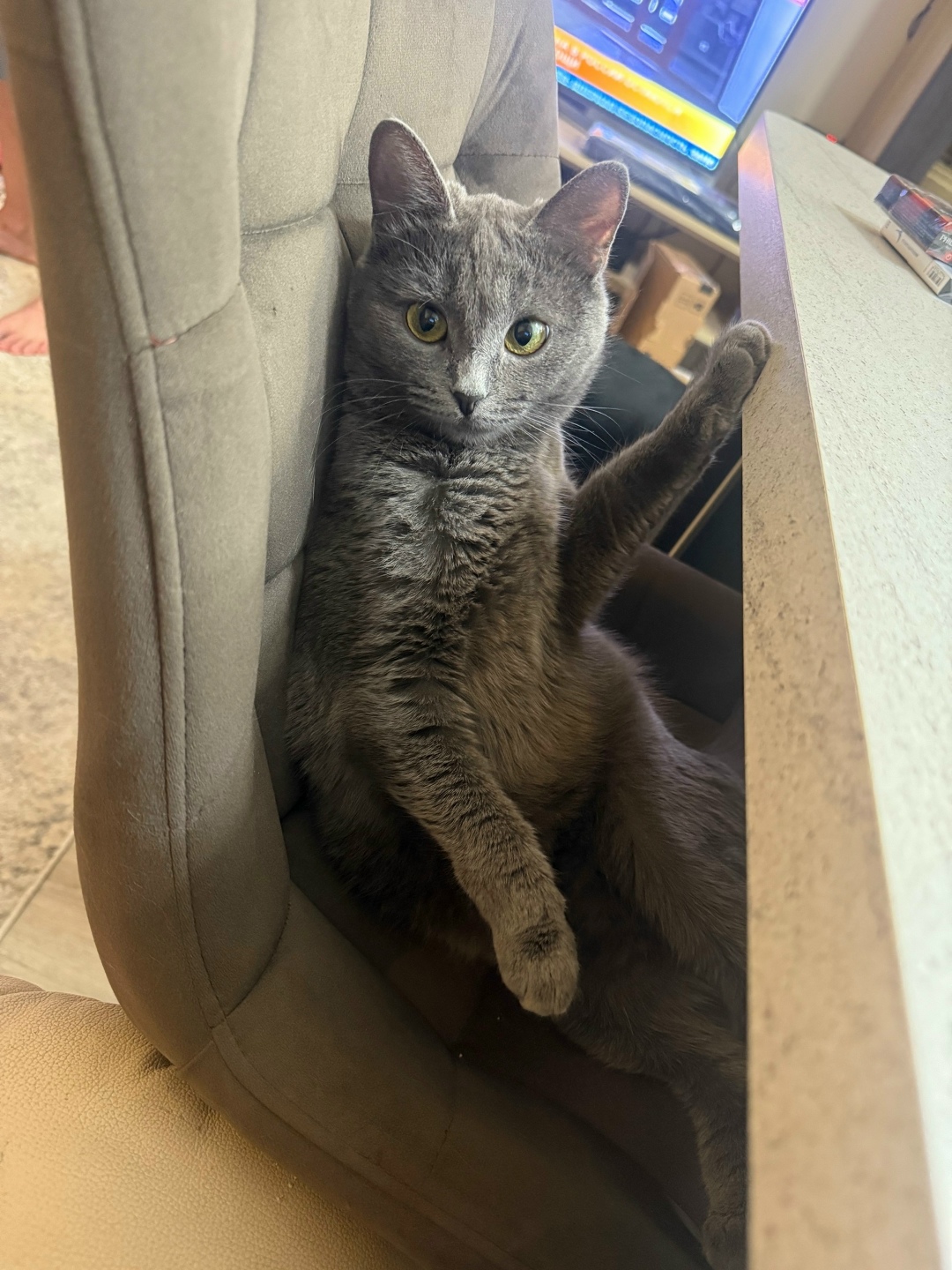 Найдена кошка в Ступине — фото объявления