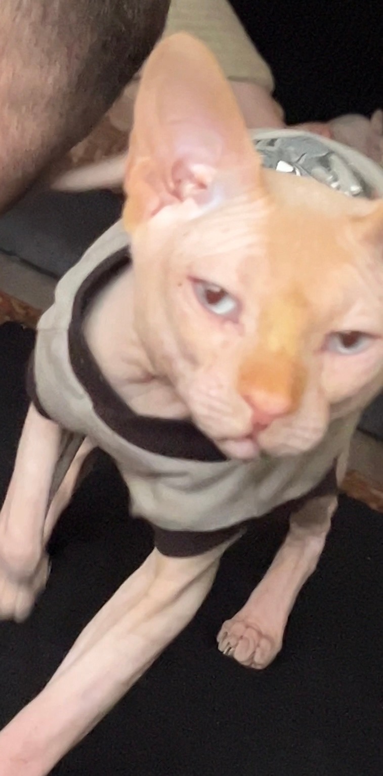 Пропала кошка в Ступине — фото объявления