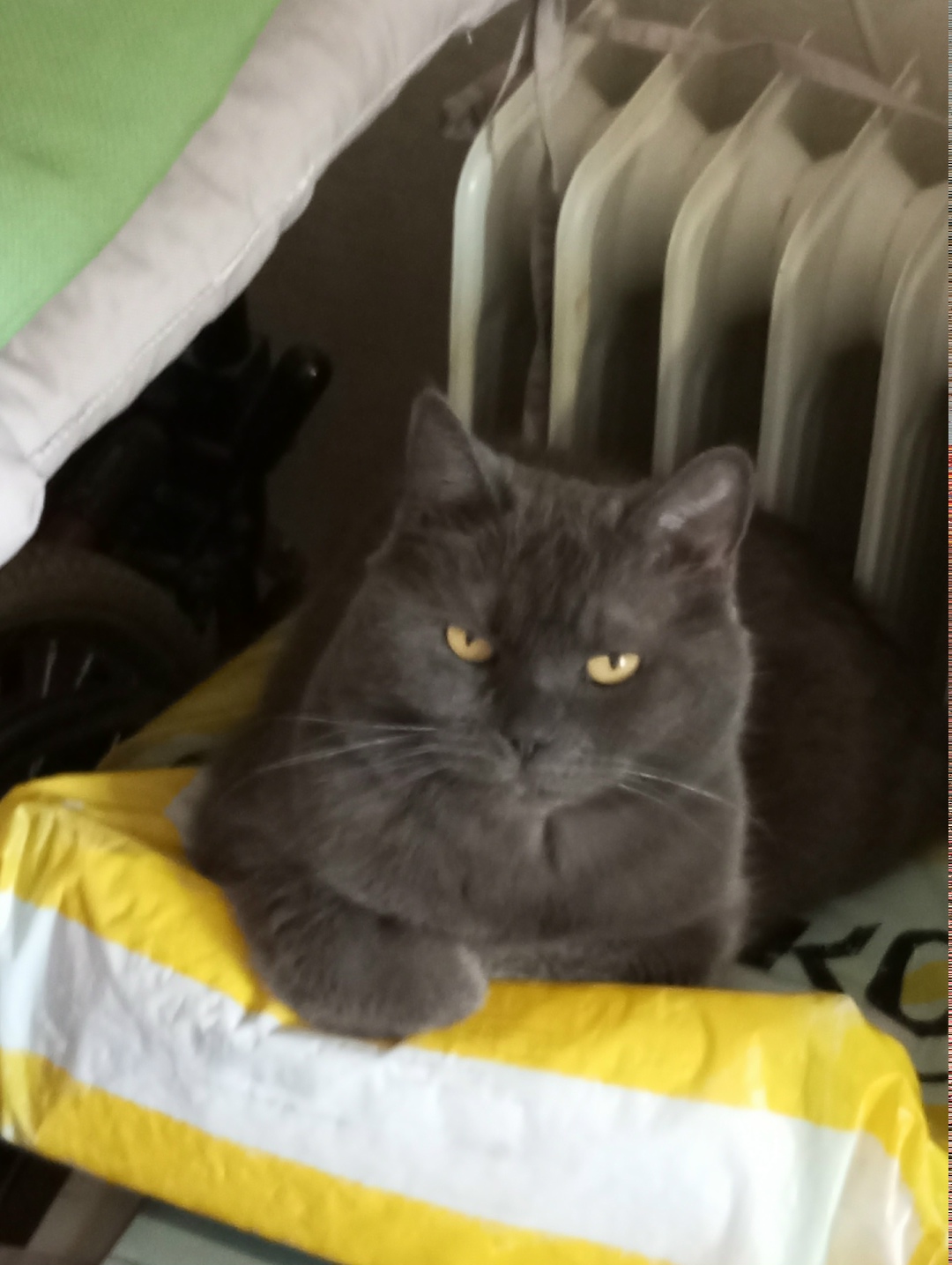 Пропала кошка в Ступине — фото объявления