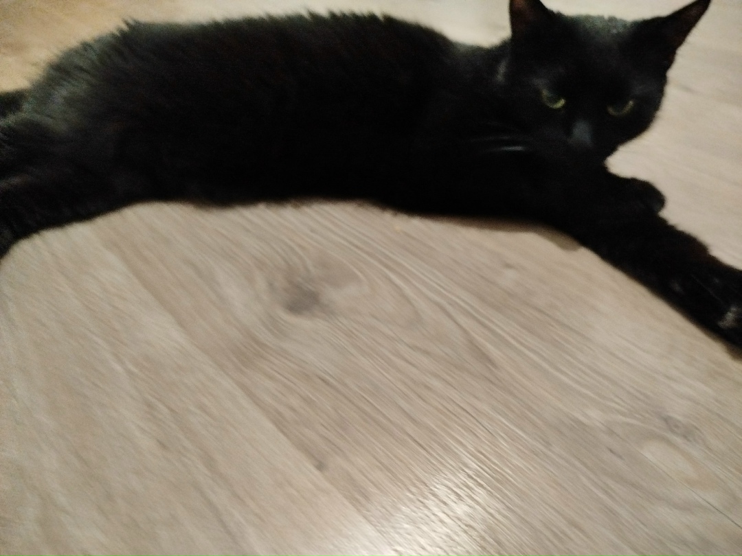 Пропала кошка в Ступине — фото объявления