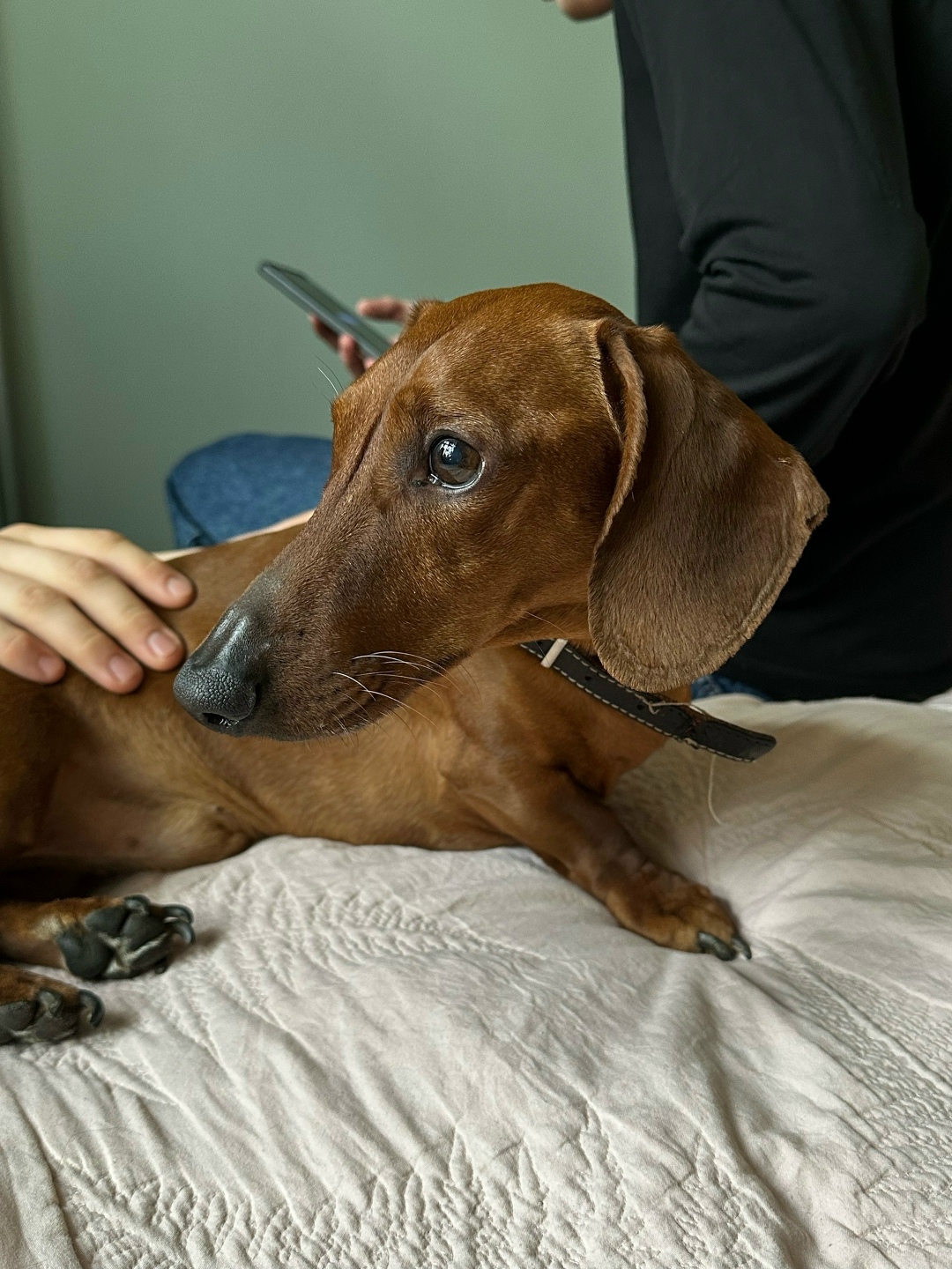 Найдена собака в Ступине — фото объявления