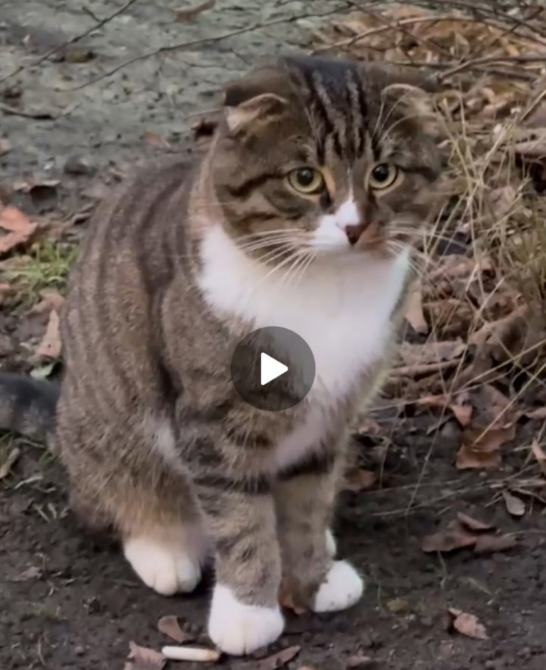 Найдена кошка в Ступине — фото объявления