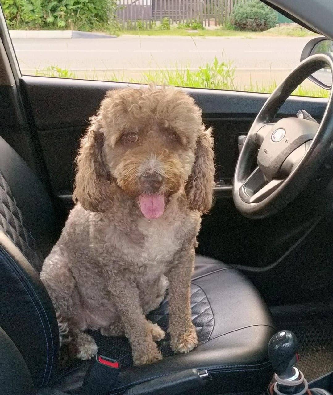 Пропала собака в Ступине — фото объявления