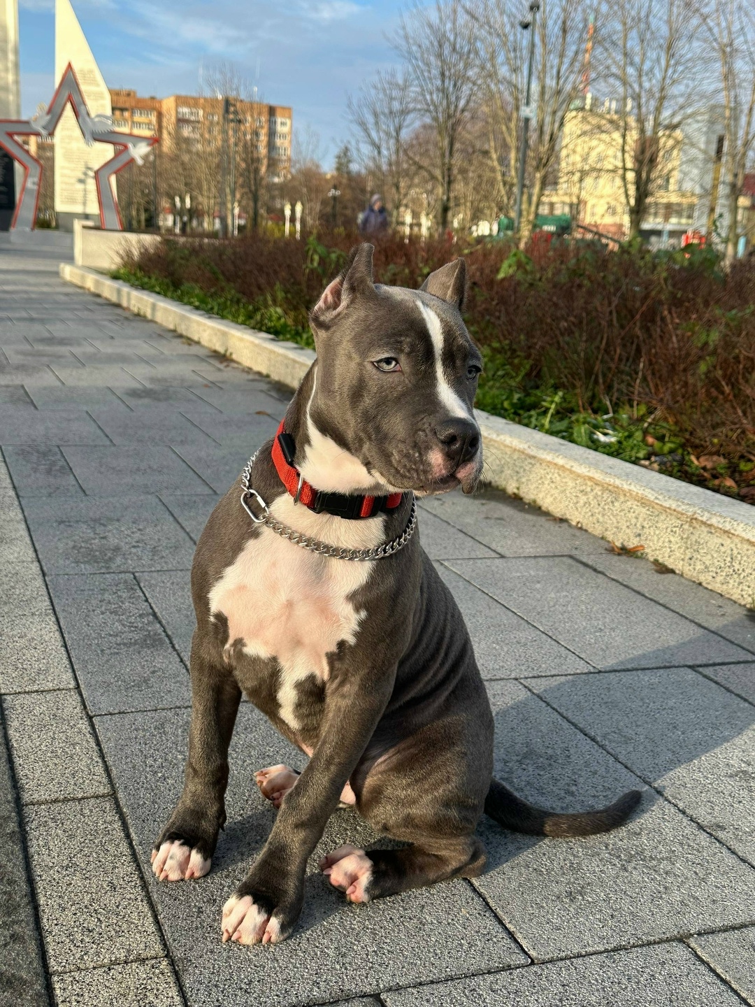 Найдена собака в Ступине — фото объявления