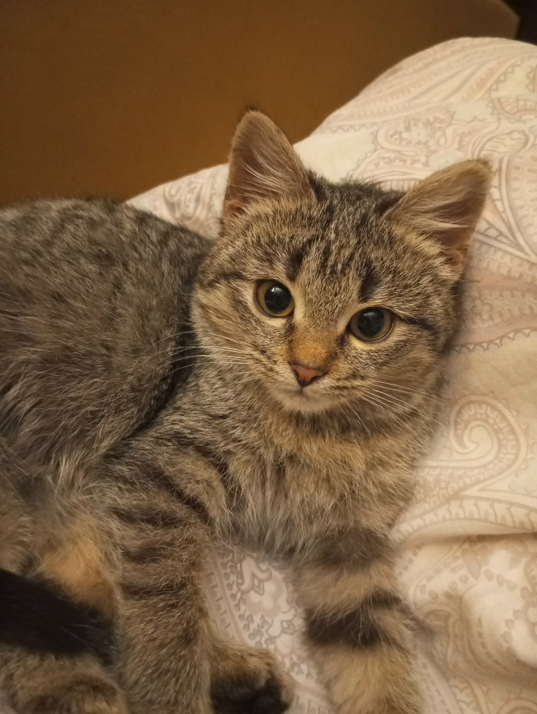 Найдена кошка в Ступине — фото объявления