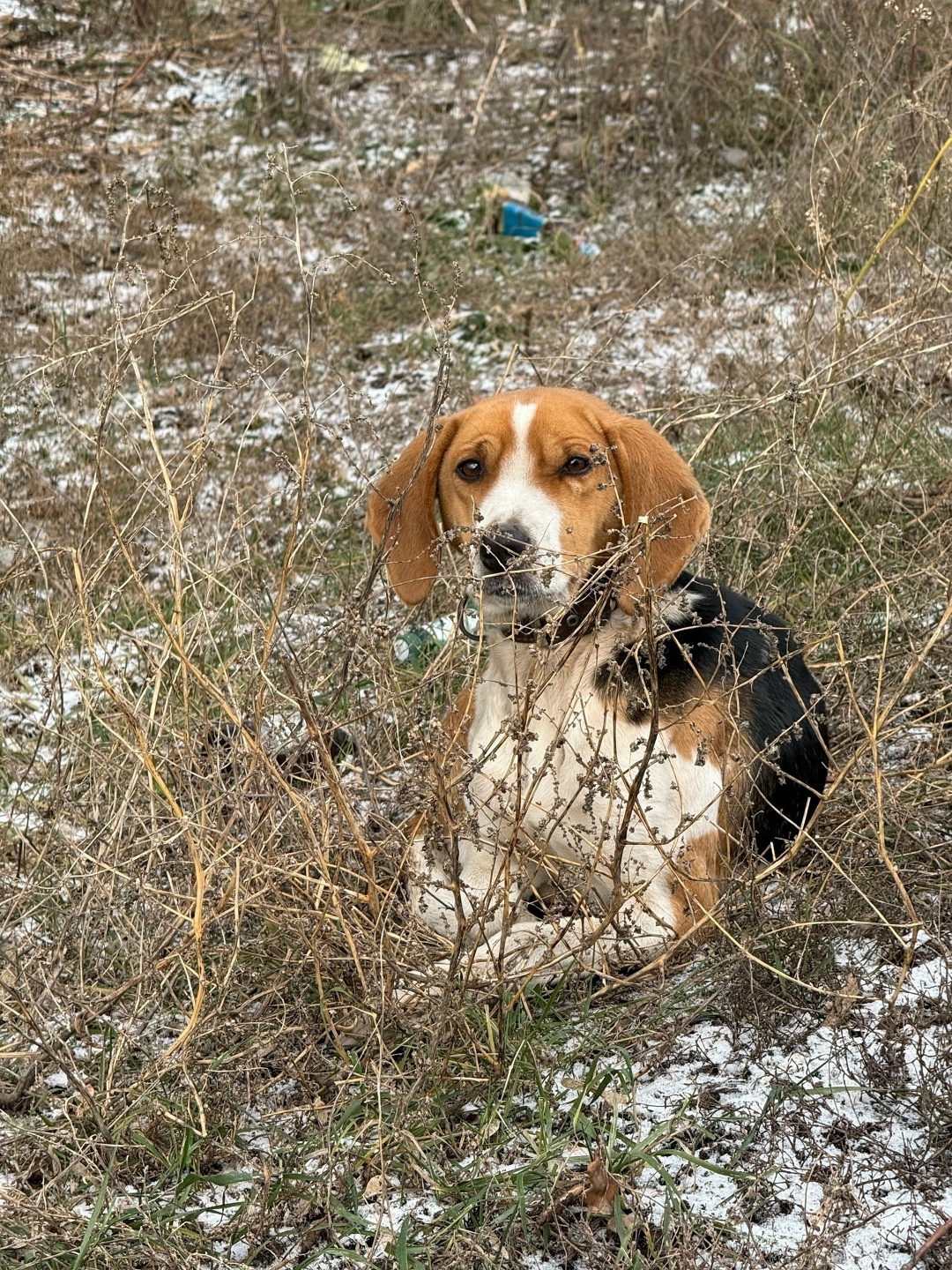 Найдена собака в Ступине — фото объявления