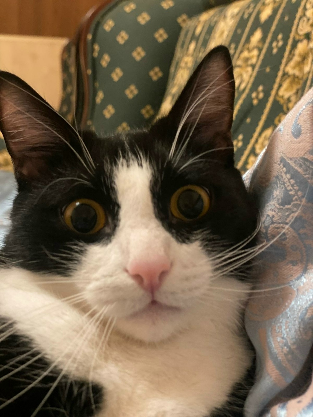 Пропала кошка в Ступине — фото объявления