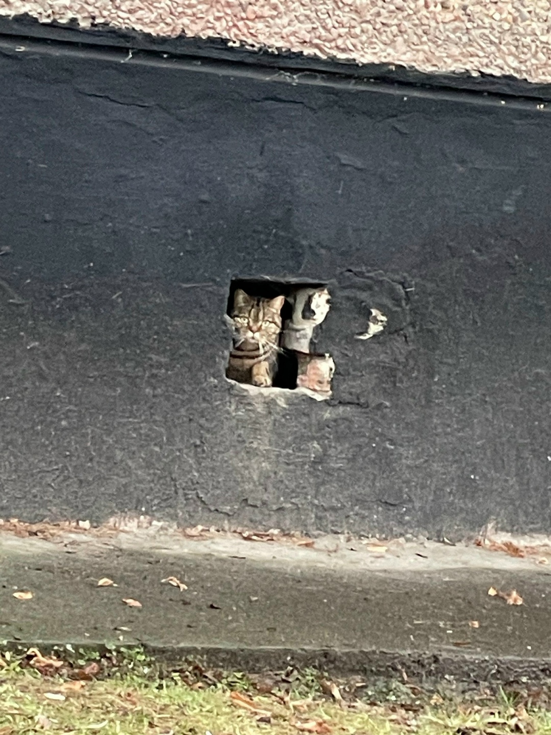 Пропала кошка в Ступине — фото объявления