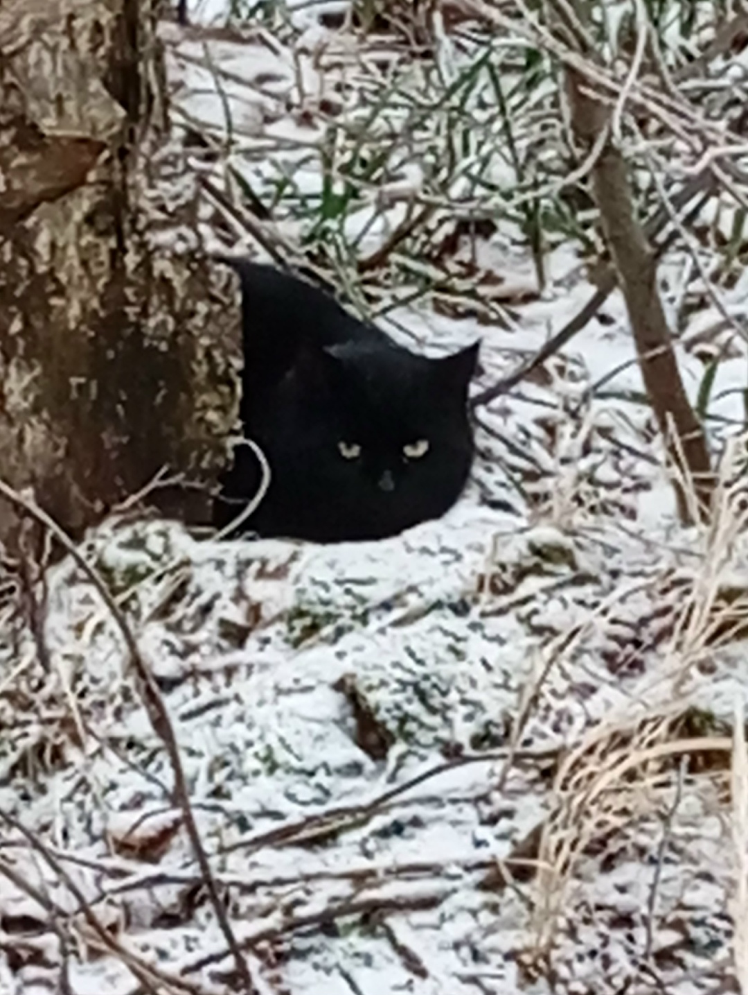 Пропала кошка в Ступине — фото объявления