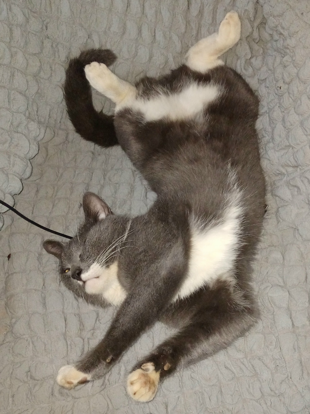 Пропала кошка в Ступине — фото объявления