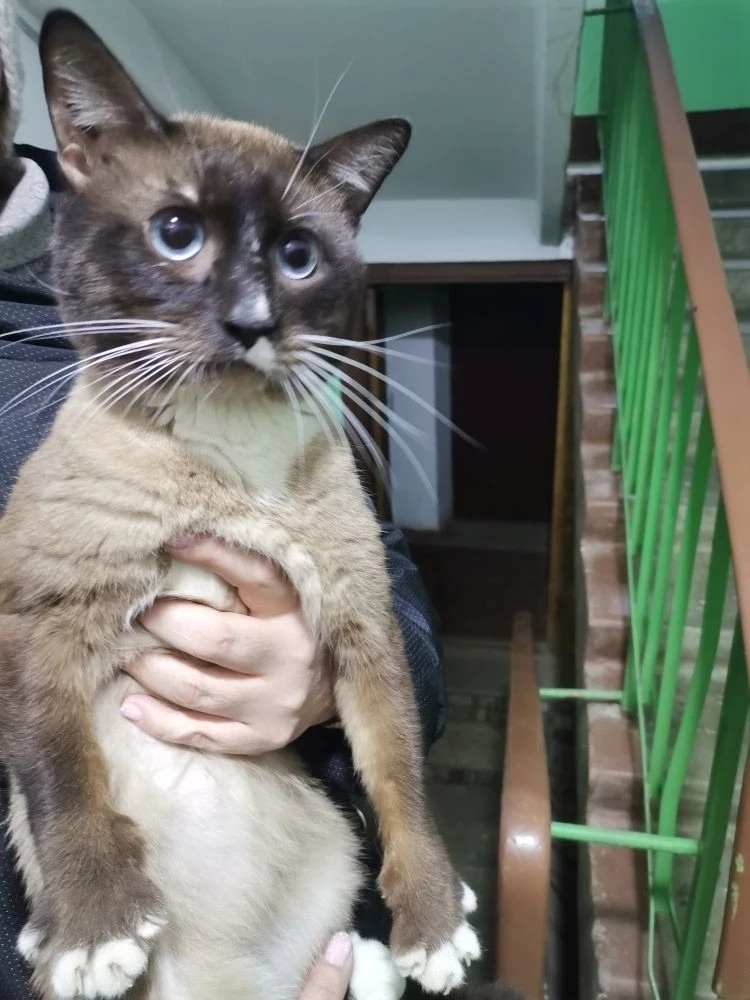 Найдена кошка в Ступине — фото объявления