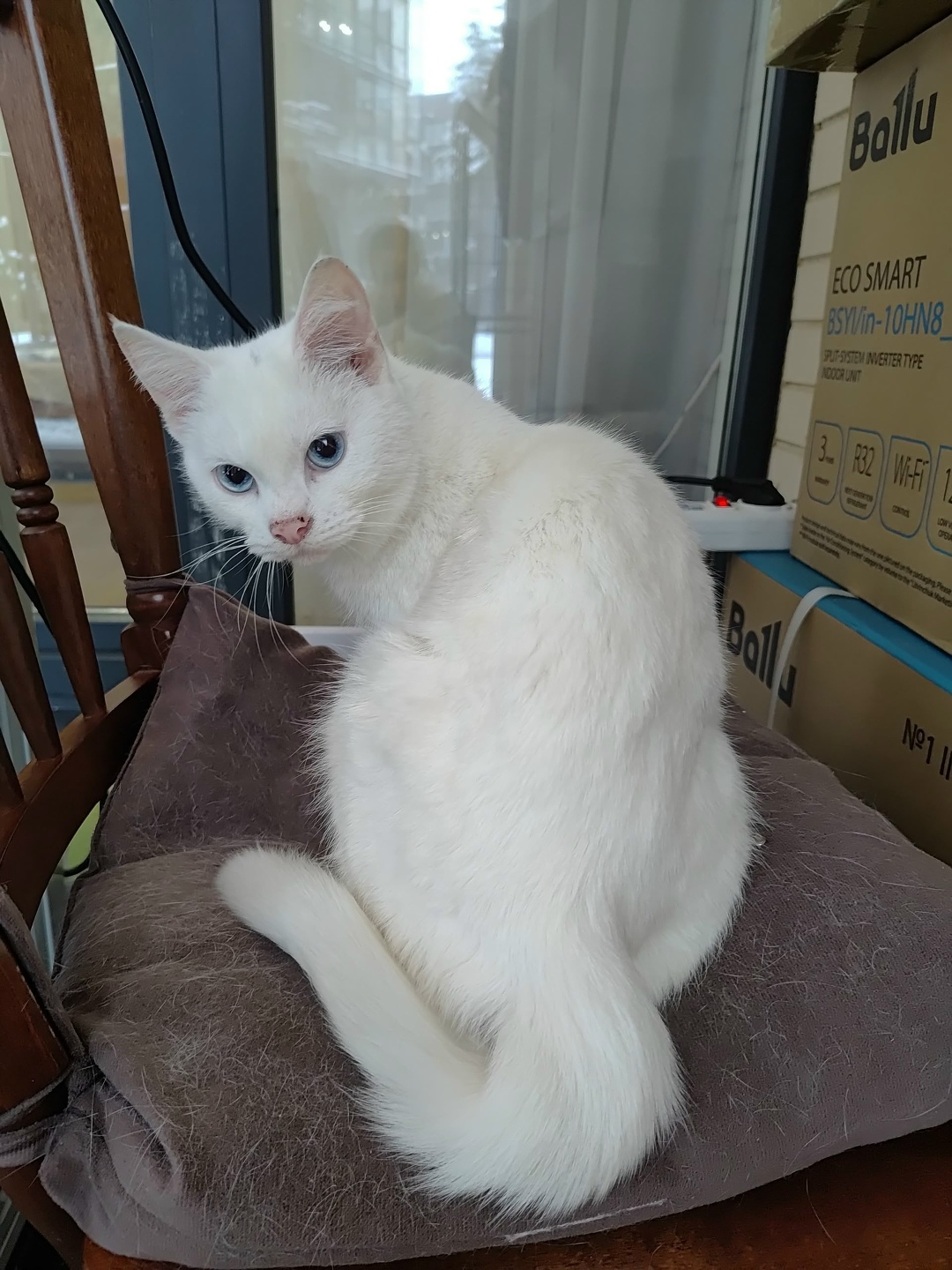 Пропала кошка в Солнечногорске — фото объявления