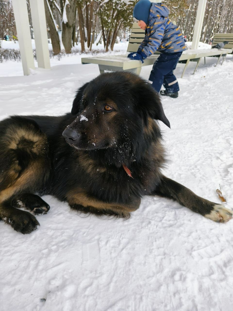 Найдена собака в Солнечногорске — фото объявления