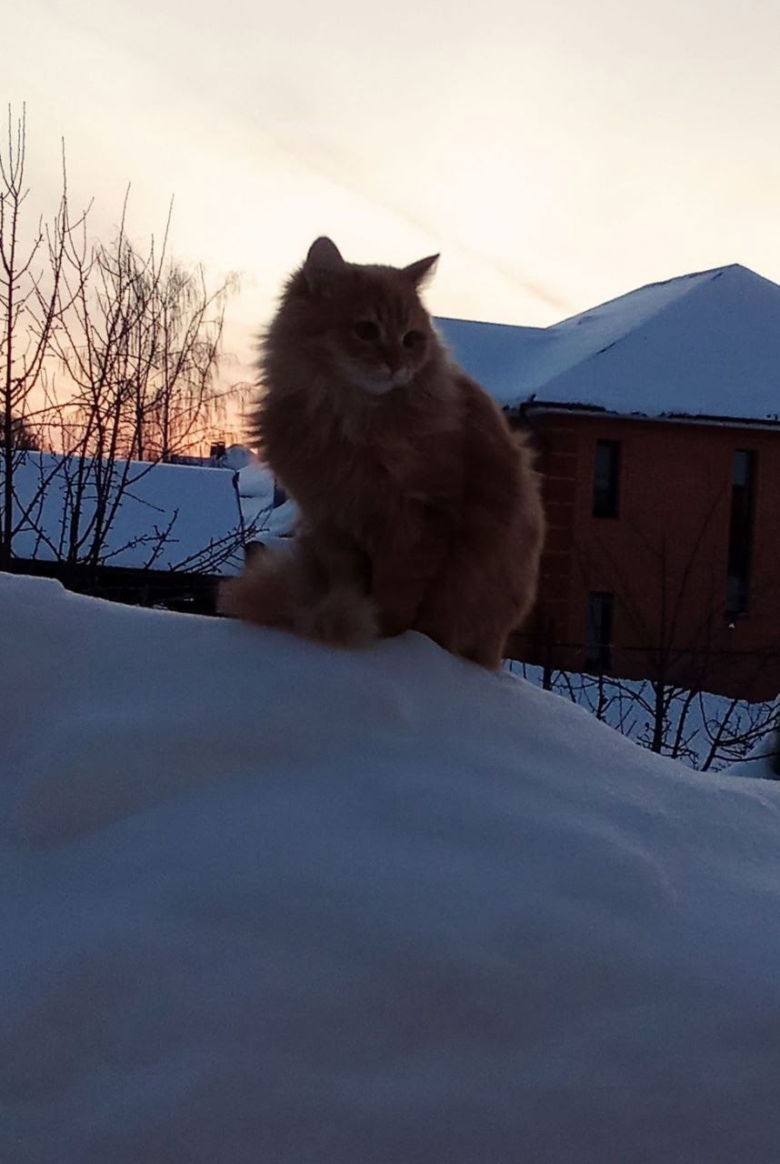 Пропала кошка в Солнечногорске — фото объявления
