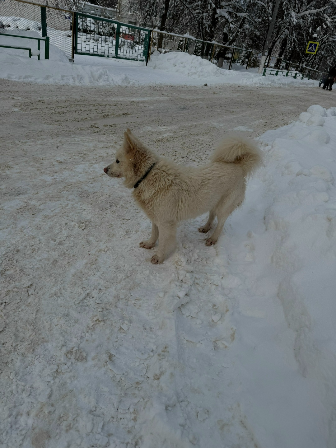 Пропала собака в Солнечногорске — фото объявления