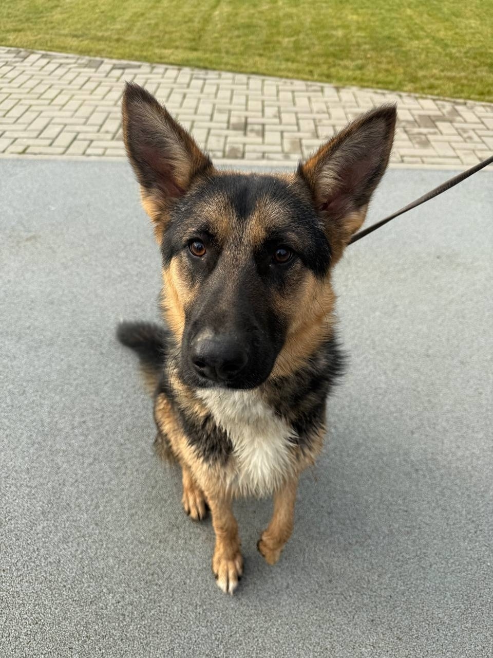 Найдена собака в Солнечногорске — фото объявления