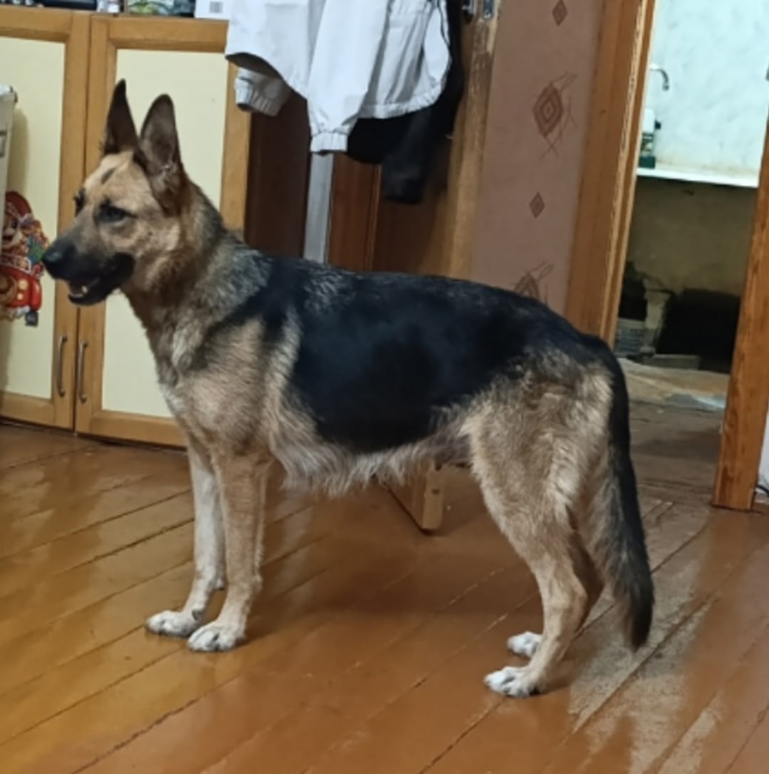 Пропала собака в Солнечногорске — фото объявления