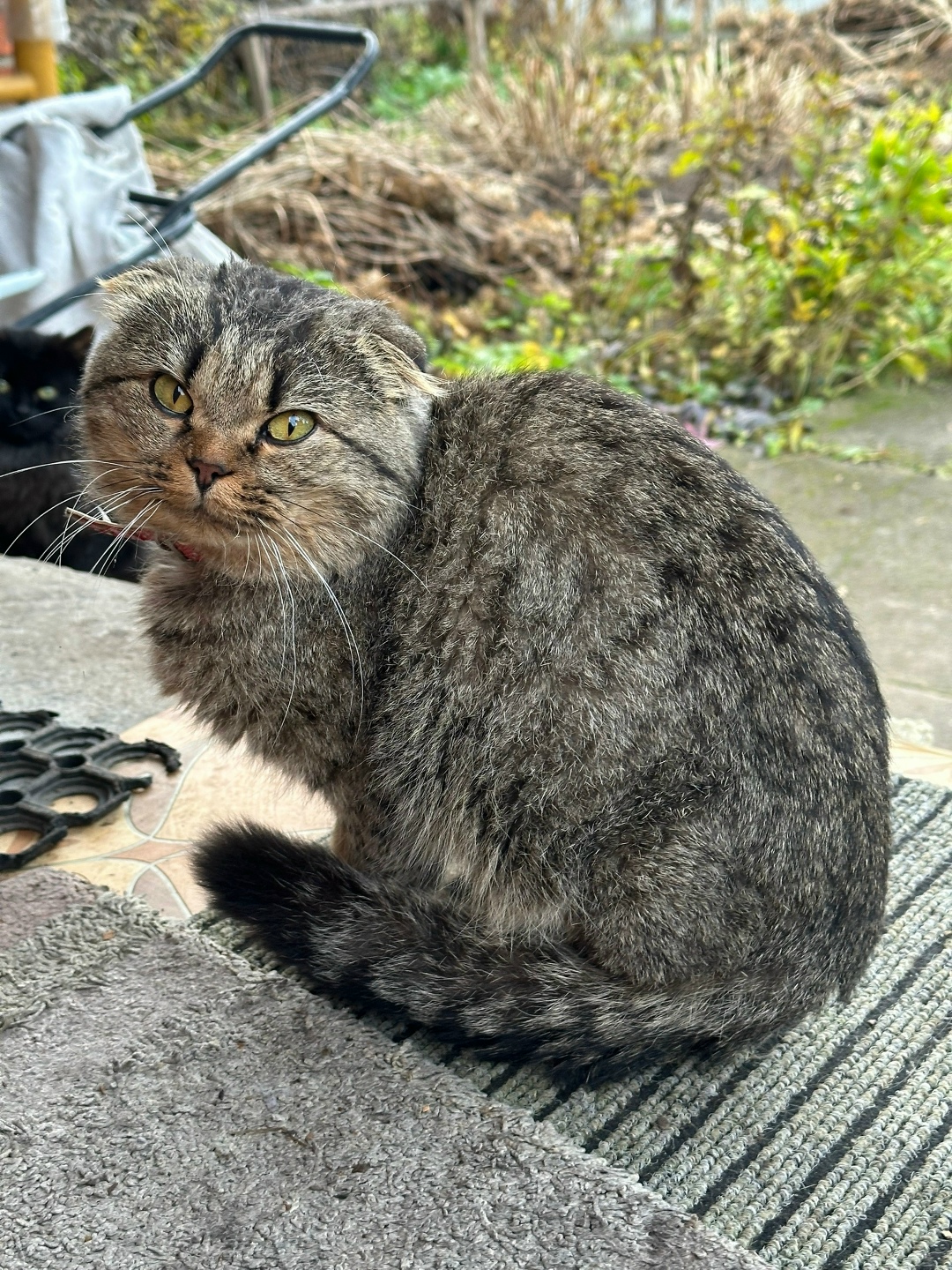 Найдена кошка в Солнечногорске — фото объявления
