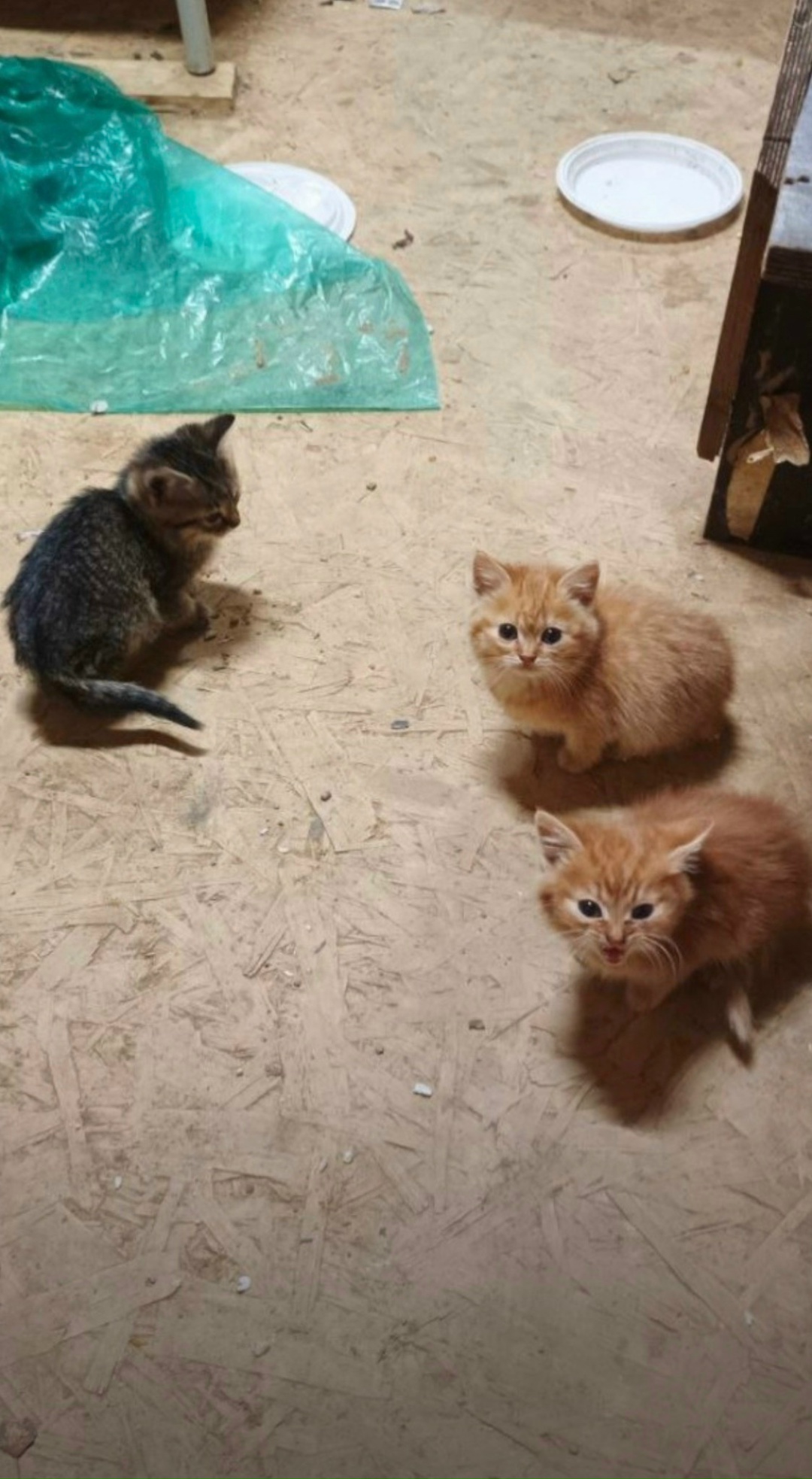 Найдена собака в Солнечногорске — фото объявления