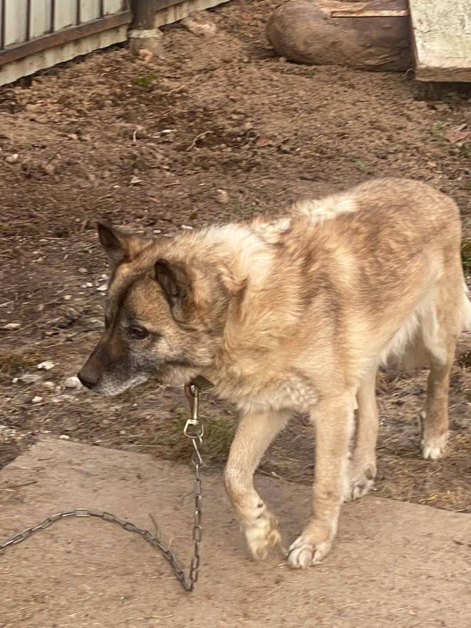 Пропала собака в Солнечногорске — фото объявления