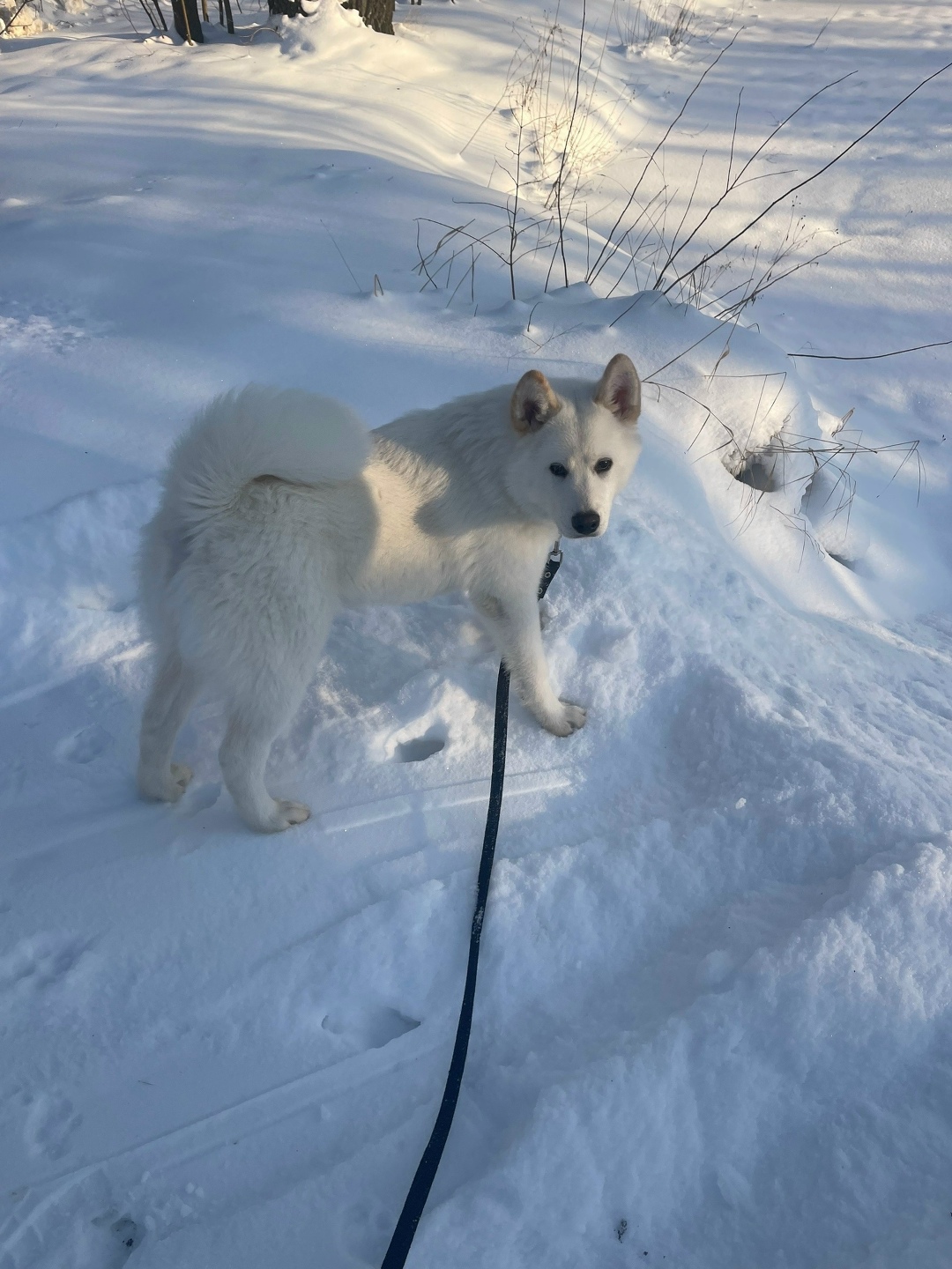 Пропала собака в Солнечногорске — фото объявления