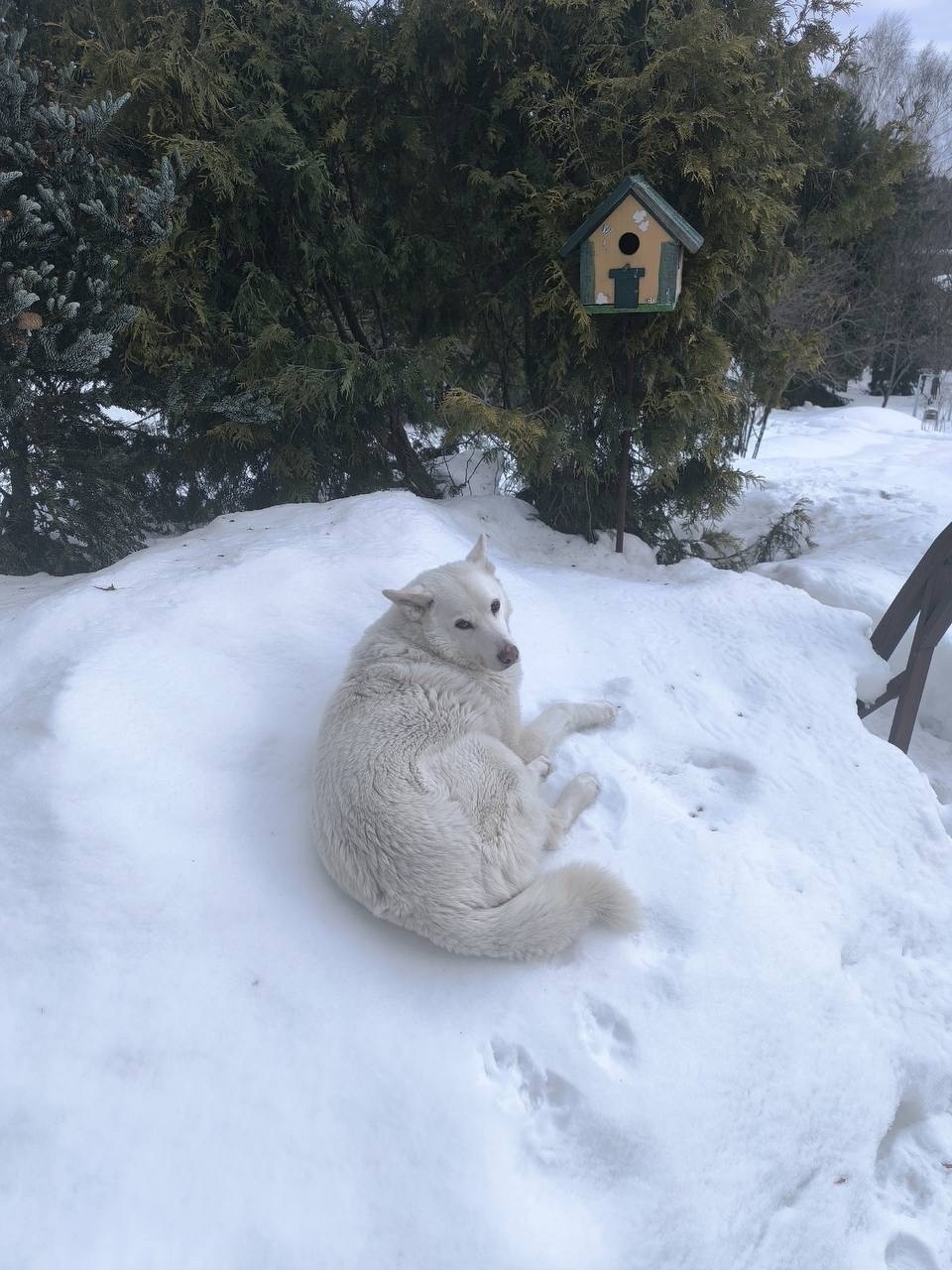 Пропала собака в Солнечногорске — фото объявления