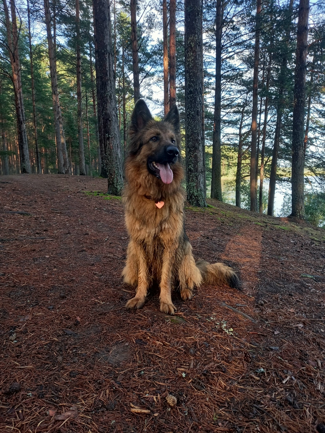Пропала собака в Солнечногорске — фото объявления