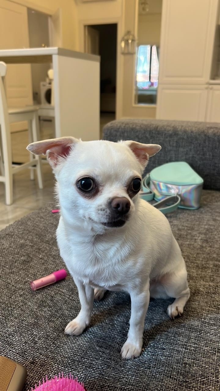 Найдена собака в Солнечногорске — фото объявления