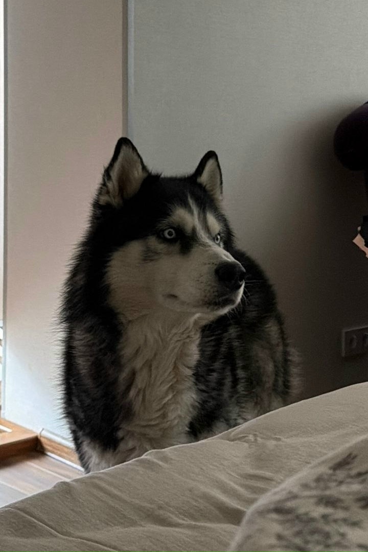 Пропала собака в Солнечногорске — фото объявления