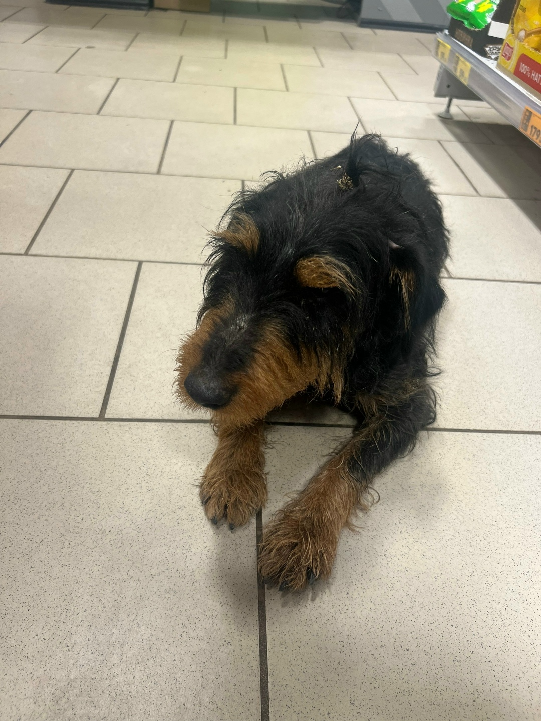 Найдена собака в Солнечногорске — фото объявления