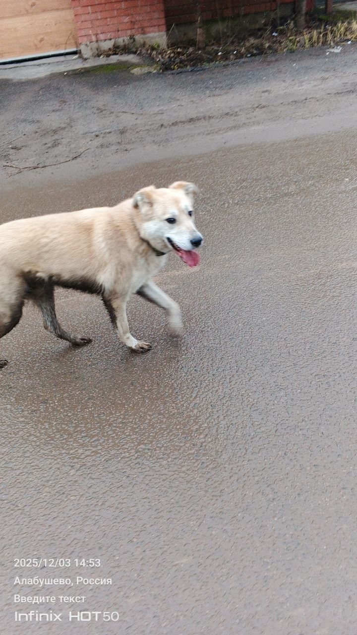 Пропала собака в Солнечногорске — фото объявления