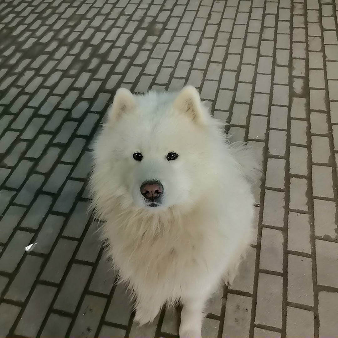 Пропала собака в Солнечногорске — фото объявления