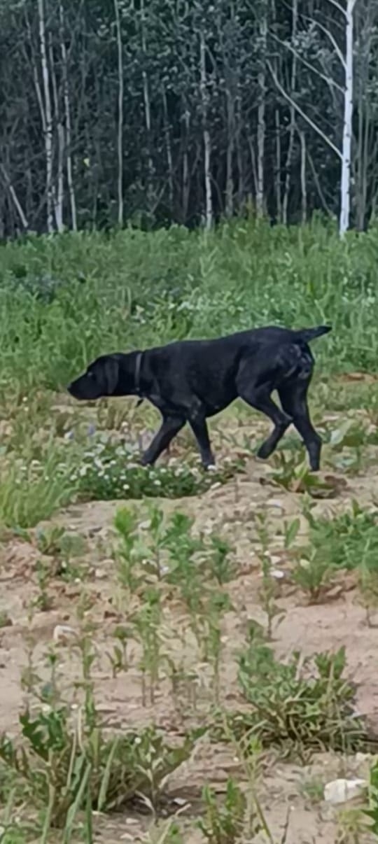 Пропала собака в Солнечногорске — фото объявления