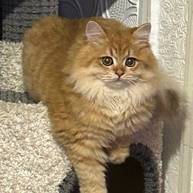 Пропала кошка в Солнечногорске — фото объявления