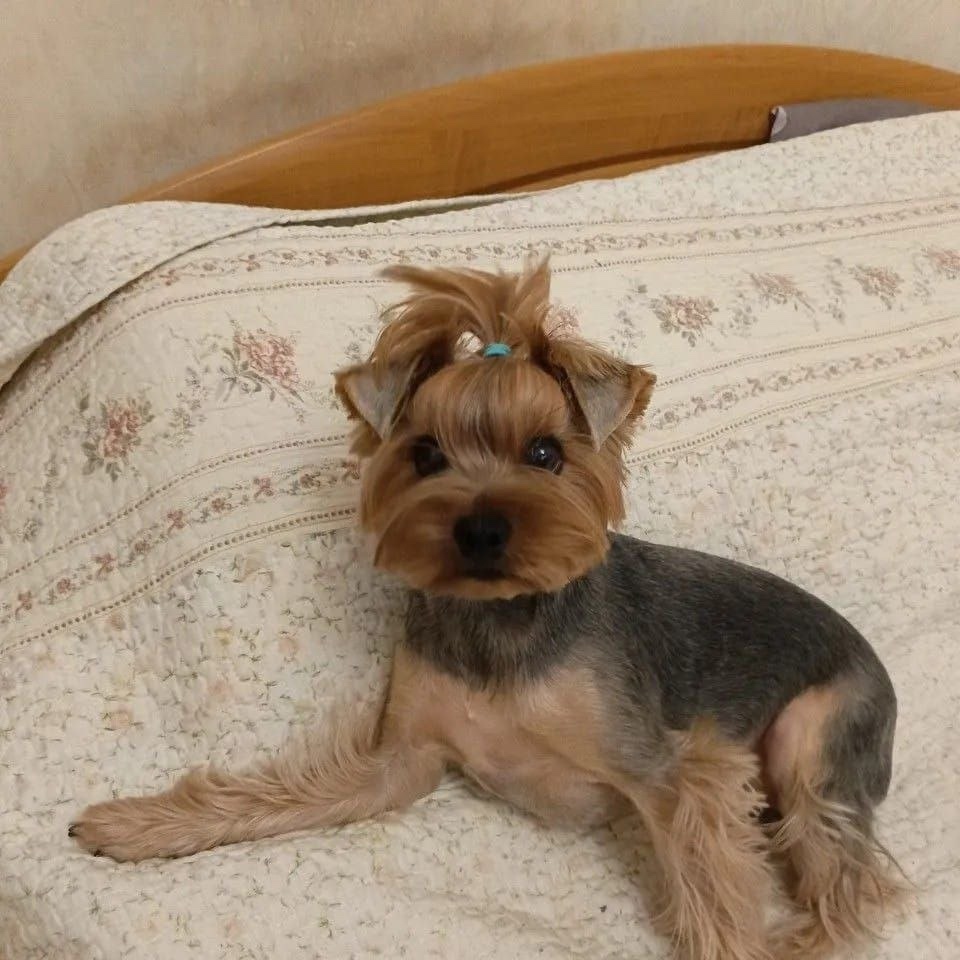 Найдена собака в Солнечногорске — фото объявления