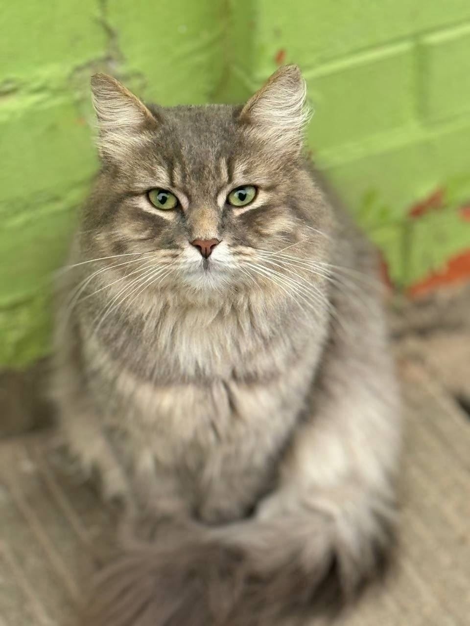 Найдена собака в Солнечногорске — фото объявления