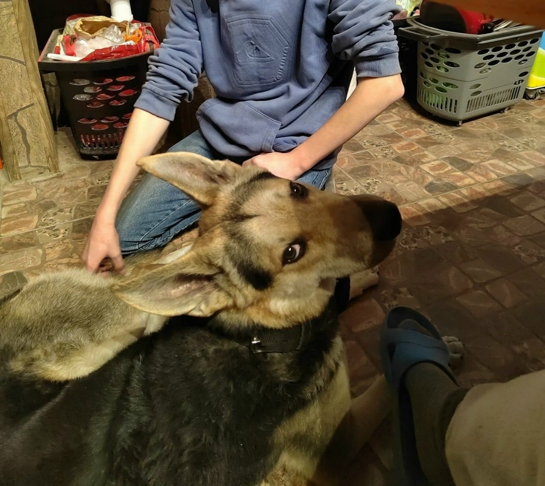 Пропала собака в Солнечногорске — фото объявления