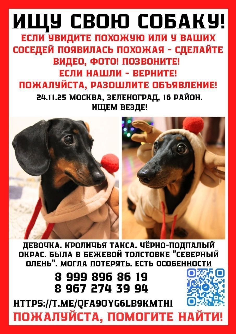 Пропала собака в Солнечногорске — фото объявления