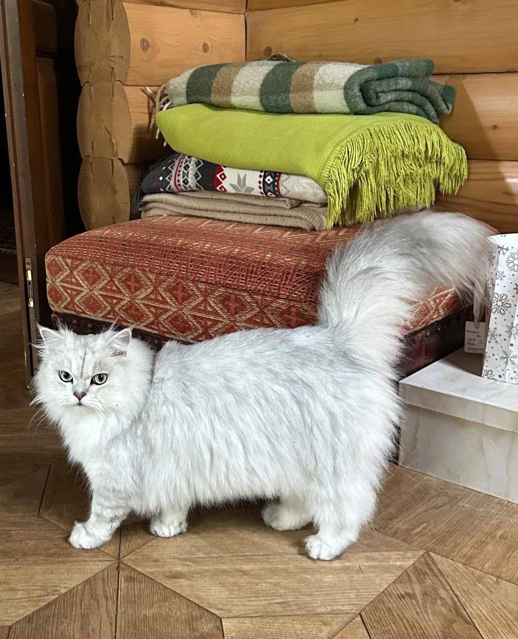 Пропала собака в Солнечногорске — фото объявления