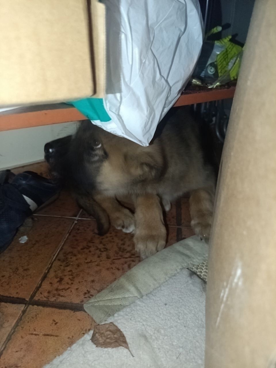 Пропала собака в Солнечногорске — фото объявления