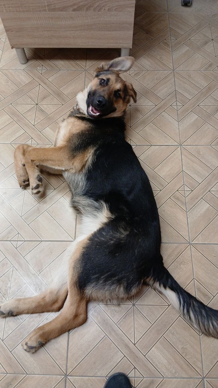 Пропала собака в Солнечногорске — фото объявления