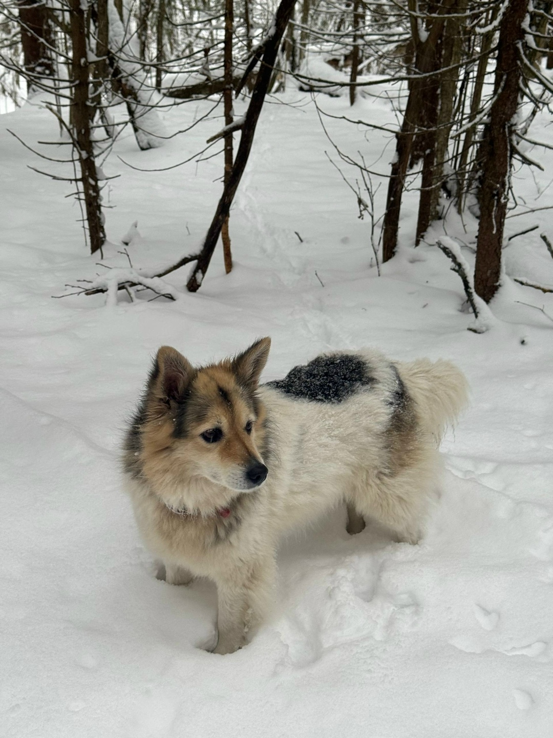 Пропала собака в Солнечногорске — фото объявления