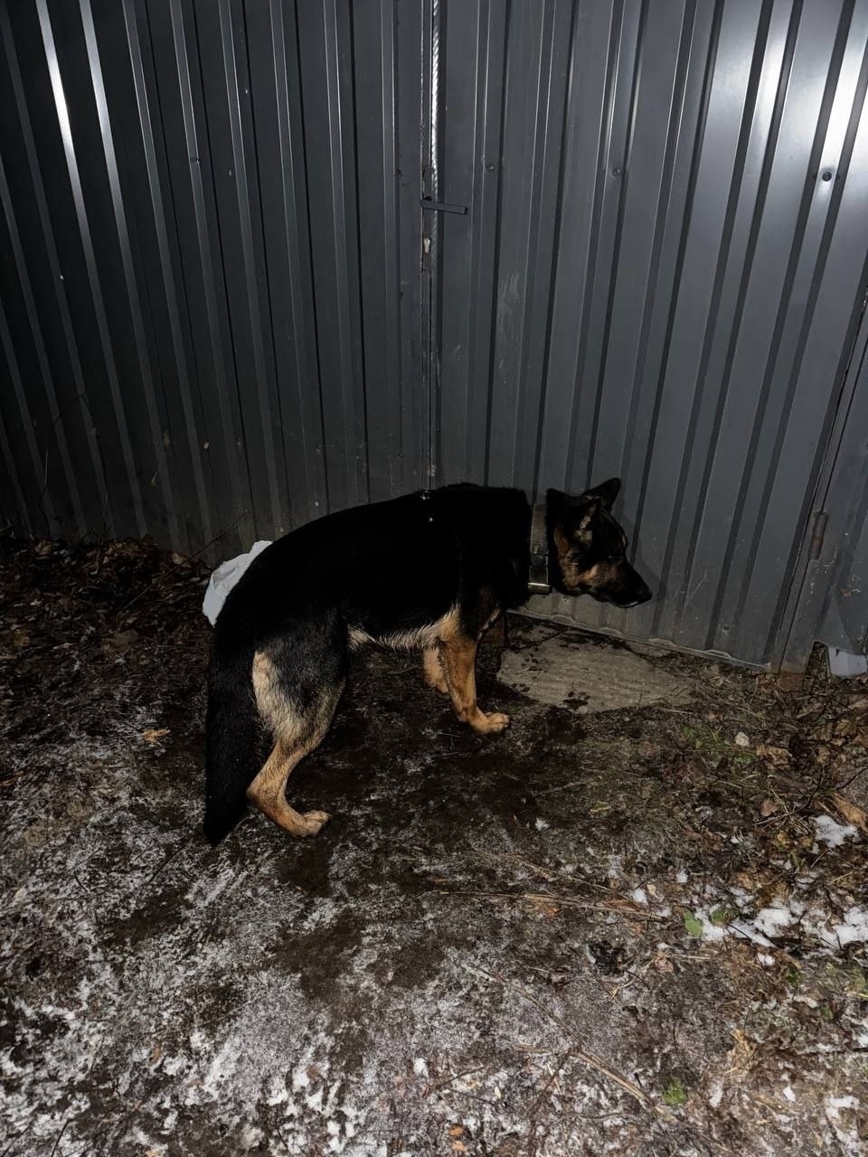 Найдена собака в Солнечногорске — фото объявления