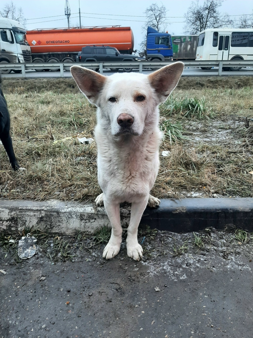 Пропала собака в Солнечногорске — фото объявления