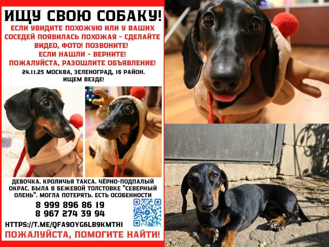 Найдена собака в Солнечногорске — фото объявления
