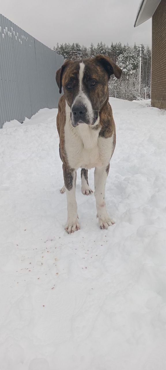 Найдена собака в Солнечногорске — фото объявления